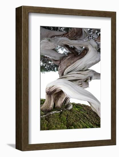 Bonsai Juniper-Fabio Petroni-Framed Photographic Print