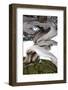 Bonsai Juniper-Fabio Petroni-Framed Photographic Print