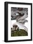 Bonsai Juniper-Fabio Petroni-Framed Photographic Print