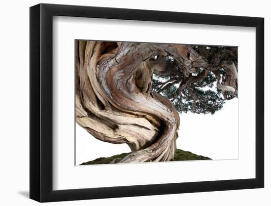 Bonsai Juniper-Fabio Petroni-Framed Photographic Print