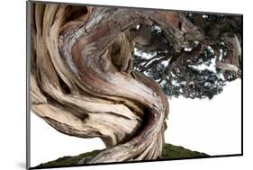 Bonsai Juniper-Fabio Petroni-Mounted Photographic Print