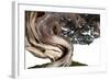 Bonsai Juniper-Fabio Petroni-Framed Photographic Print