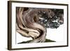 Bonsai Juniper-Fabio Petroni-Framed Photographic Print