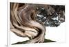 Bonsai Juniper-Fabio Petroni-Framed Photographic Print