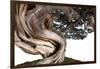 Bonsai Juniper-Fabio Petroni-Framed Photographic Print