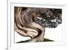 Bonsai Juniper-Fabio Petroni-Framed Photographic Print