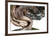 Bonsai Juniper-Fabio Petroni-Framed Photographic Print