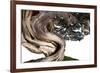 Bonsai Juniper-Fabio Petroni-Framed Photographic Print