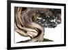 Bonsai Juniper-Fabio Petroni-Framed Photographic Print