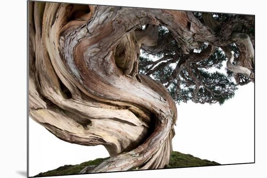 Bonsai Juniper-Fabio Petroni-Mounted Photographic Print