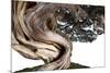 Bonsai Juniper-Fabio Petroni-Mounted Photographic Print