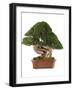 Bonsai Juniper-Fabio Petroni-Framed Photographic Print