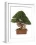 Bonsai Juniper-Fabio Petroni-Framed Photographic Print