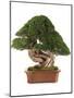 Bonsai Juniper-Fabio Petroni-Mounted Photographic Print