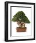 Bonsai Juniper-Fabio Petroni-Framed Photographic Print