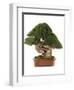 Bonsai Juniper-Fabio Petroni-Framed Photographic Print