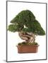 Bonsai Juniper-Fabio Petroni-Mounted Photographic Print