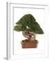 Bonsai Juniper-Fabio Petroni-Framed Photographic Print