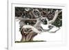 Bonsai Juniper-Fabio Petroni-Framed Photographic Print