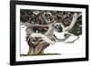 Bonsai Juniper-Fabio Petroni-Framed Photographic Print