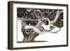 Bonsai Juniper-Fabio Petroni-Framed Photographic Print