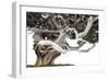 Bonsai Juniper-Fabio Petroni-Framed Photographic Print