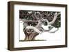 Bonsai Juniper-Fabio Petroni-Framed Photographic Print