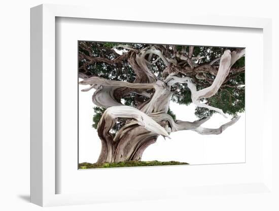 Bonsai Juniper-Fabio Petroni-Framed Photographic Print