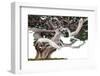 Bonsai Juniper-Fabio Petroni-Framed Photographic Print