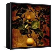 Bonsai Pear-Lydia Marano-Framed Stretched Canvas