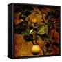 Bonsai Pear-Lydia Marano-Framed Stretched Canvas