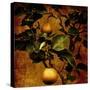 Bonsai Pear-Lydia Marano-Stretched Canvas