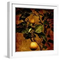 Bonsai Pear-Lydia Marano-Framed Photographic Print