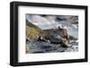 Bonsai Rock Lake Tahoe Nevada-null-Framed Art Print