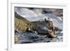 Bonsai Rock Lake Tahoe Nevada-null-Framed Art Print