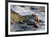 Bonsai Rock Lake Tahoe Nevada-null-Framed Art Print