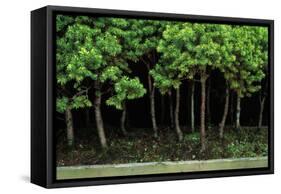 Bonsai Spruce Forest Trunks Yose-Ue Style, 12-null-Framed Stretched Canvas