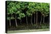 Bonsai Spruce Forest Trunks Yose-Ue Style, 12-null-Stretched Canvas