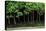 Bonsai Spruce Forest Trunks Yose-Ue Style, 12-null-Stretched Canvas