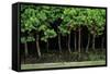 Bonsai Spruce Forest Trunks Yose-Ue Style, 12-null-Framed Stretched Canvas