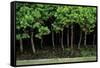 Bonsai Spruce Forest Trunks Yose-Ue Style, 12-null-Framed Stretched Canvas