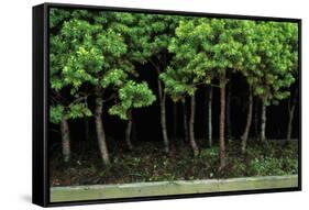 Bonsai Spruce Forest Trunks Yose-Ue Style, 12-null-Framed Stretched Canvas