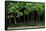 Bonsai Spruce Forest Trunks Yose-Ue Style, 12-null-Framed Stretched Canvas