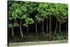 Bonsai Spruce Forest Trunks Yose-Ue Style, 12-null-Stretched Canvas