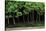 Bonsai Spruce Forest Trunks Yose-Ue Style, 12-null-Stretched Canvas