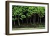 Bonsai Spruce Forest Trunks Yose-Ue Style, 12-null-Framed Photographic Print