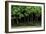 Bonsai Spruce Forest Trunks Yose-Ue Style, 12-null-Framed Photographic Print