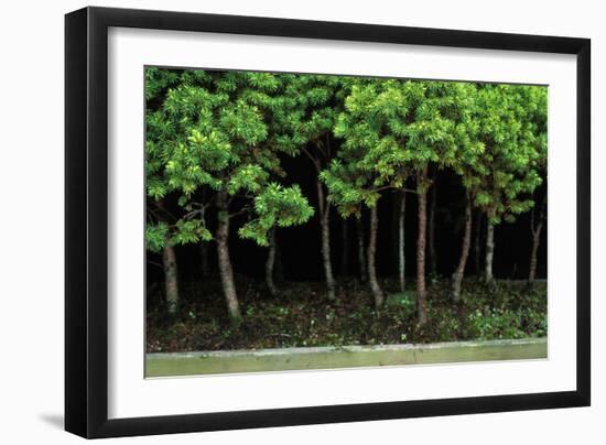 Bonsai Spruce Forest Trunks Yose-Ue Style, 12-null-Framed Photographic Print