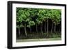 Bonsai Spruce Forest Trunks Yose-Ue Style, 12-null-Framed Photographic Print