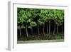 Bonsai Spruce Forest Trunks Yose-Ue Style, 12-null-Framed Photographic Print